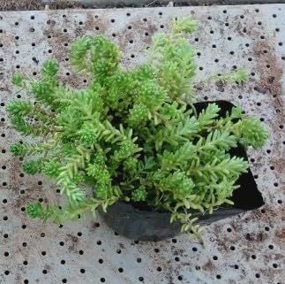 Amazon.co.jp: モリムラマンネングサ【10Potセット】 多肉植物 苗